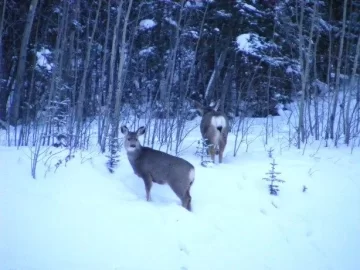 [Hearth.com] add your winter wildlife pics in here