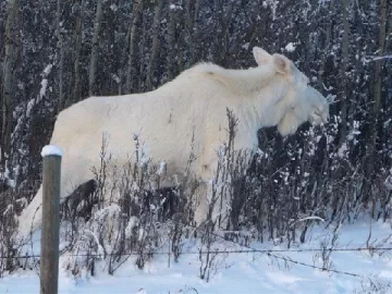 [Hearth.com] add your winter wildlife pics in here