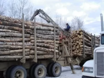 [Hearth.com] Buckskin Birch