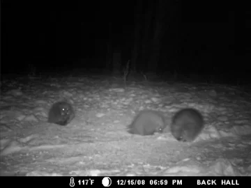 [Hearth.com] Porcupines--- Do they kill trees?