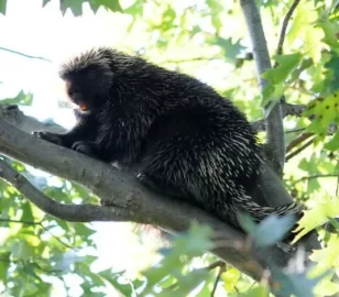 [Hearth.com] Porcupines--- Do they kill trees?