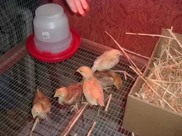 [Hearth.com] Anyone have chickens?