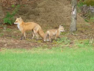 [Hearth.com] Spring Wildlife Pics