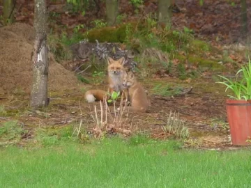 [Hearth.com] Spring Wildlife Pics