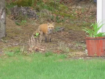 [Hearth.com] Spring Wildlife Pics