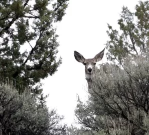 [Hearth.com] Spring Wildlife Pics