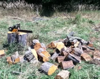 [Hearth.com] Osage Orange/Hedge Bet?