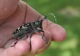 [Hearth.com] Asian Longhorned Beetle - Found In Ohio