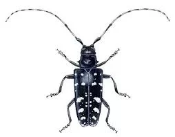 [Hearth.com] Asian Longhorned Beetle - Found In Ohio