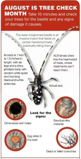 [Hearth.com] Asian Longhorned Beetle - Found In Ohio