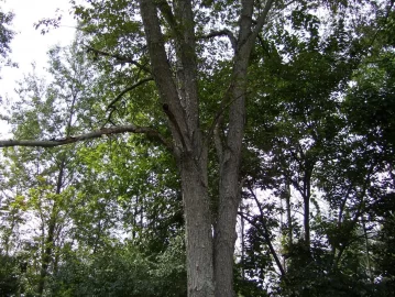 [Hearth.com] Not a wood id question, but question on health of tree