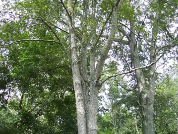 [Hearth.com] Not a wood id question, but question on health of tree