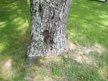 [Hearth.com] Not a wood id question, but question on health of tree