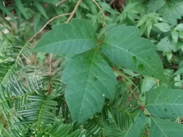 [Hearth.com] Box elder?