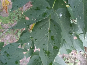 [Hearth.com] Box elder?