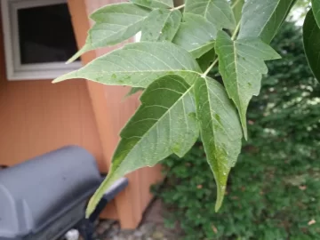 [Hearth.com] Box elder?