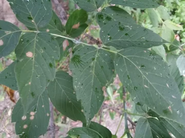 [Hearth.com] Box elder?