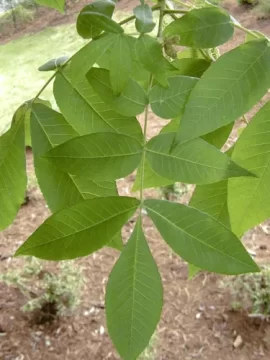 [Hearth.com] Leaf Wood Species ID