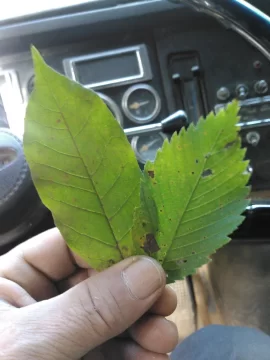 [Hearth.com] Tree has unique leaf...still can't identify.