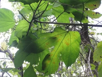 [Hearth.com] Tree has unique leaf...still can't identify.