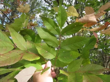 [Hearth.com] Tree has unique leaf...still can't identify.