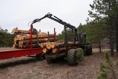 [Hearth.com] Does an oak tree dry as a log? No!