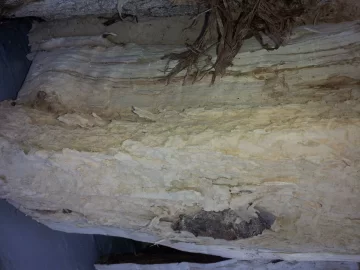 [Hearth.com] Are these termites?