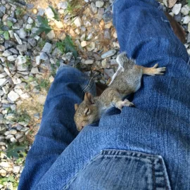 [Hearth.com] Ever cut a log with critters in it?