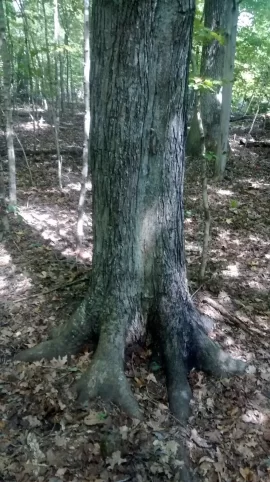 [Hearth.com] Red Maple or Sugar Maple?