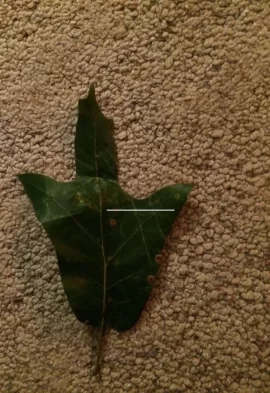 [Hearth.com] Tree ID Via a Leaf