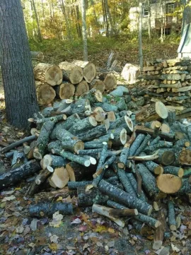 [Hearth.com] Need this tree gone