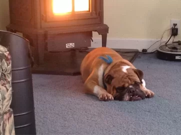 [Hearth.com] pellet stove pets