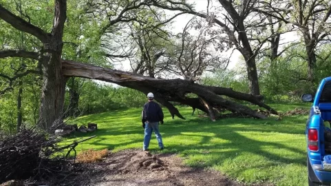 [Hearth.com] What would you do with this tree?