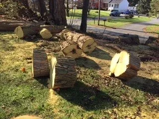 [Hearth.com] First Osage Orange score!