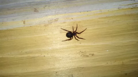 [Hearth.com] Is this a black widow?