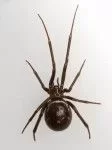 [Hearth.com] Is this a black widow?