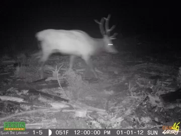 [Hearth.com] Trail cameras?