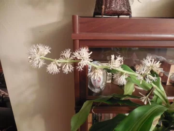 [Hearth.com] Corn plant blossomed!?!