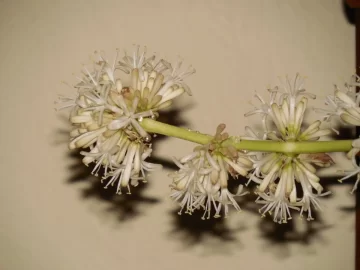 [Hearth.com] Corn plant blossomed!?!