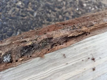 [Hearth.com] Bugs in the firewood