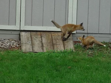 [Hearth.com] Spring Wildlife Pics