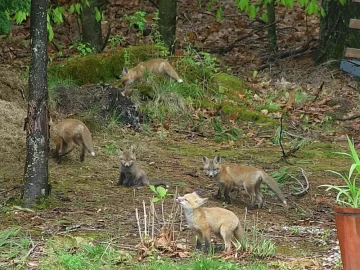 [Hearth.com] Spring Wildlife Pics