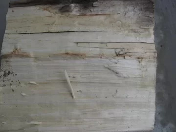 [Hearth.com] What does emerald ash borer damage look like?