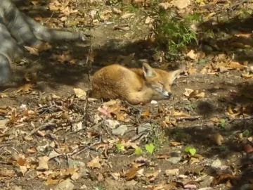 [Hearth.com] Spring Wildlife Pics