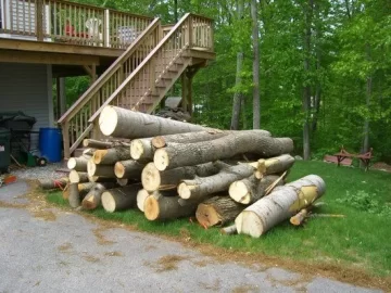 [Hearth.com] Pics!  My new saw and the pile of logs to test it on...