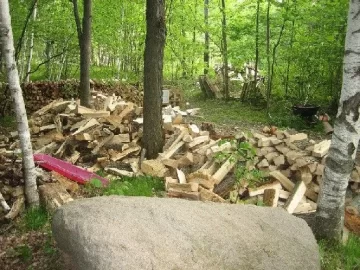 [Hearth.com] Need some help ID'ing these trees - maple and poplar?