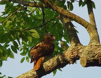 [Hearth.com] More backyard wildlife - Hawk and fox babies...