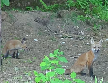 [Hearth.com] More backyard wildlife - Hawk and fox babies...