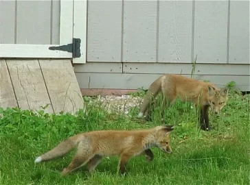 [Hearth.com] More backyard wildlife - Hawk and fox babies...