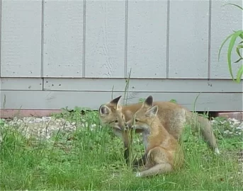 [Hearth.com] More backyard wildlife - Hawk and fox babies...